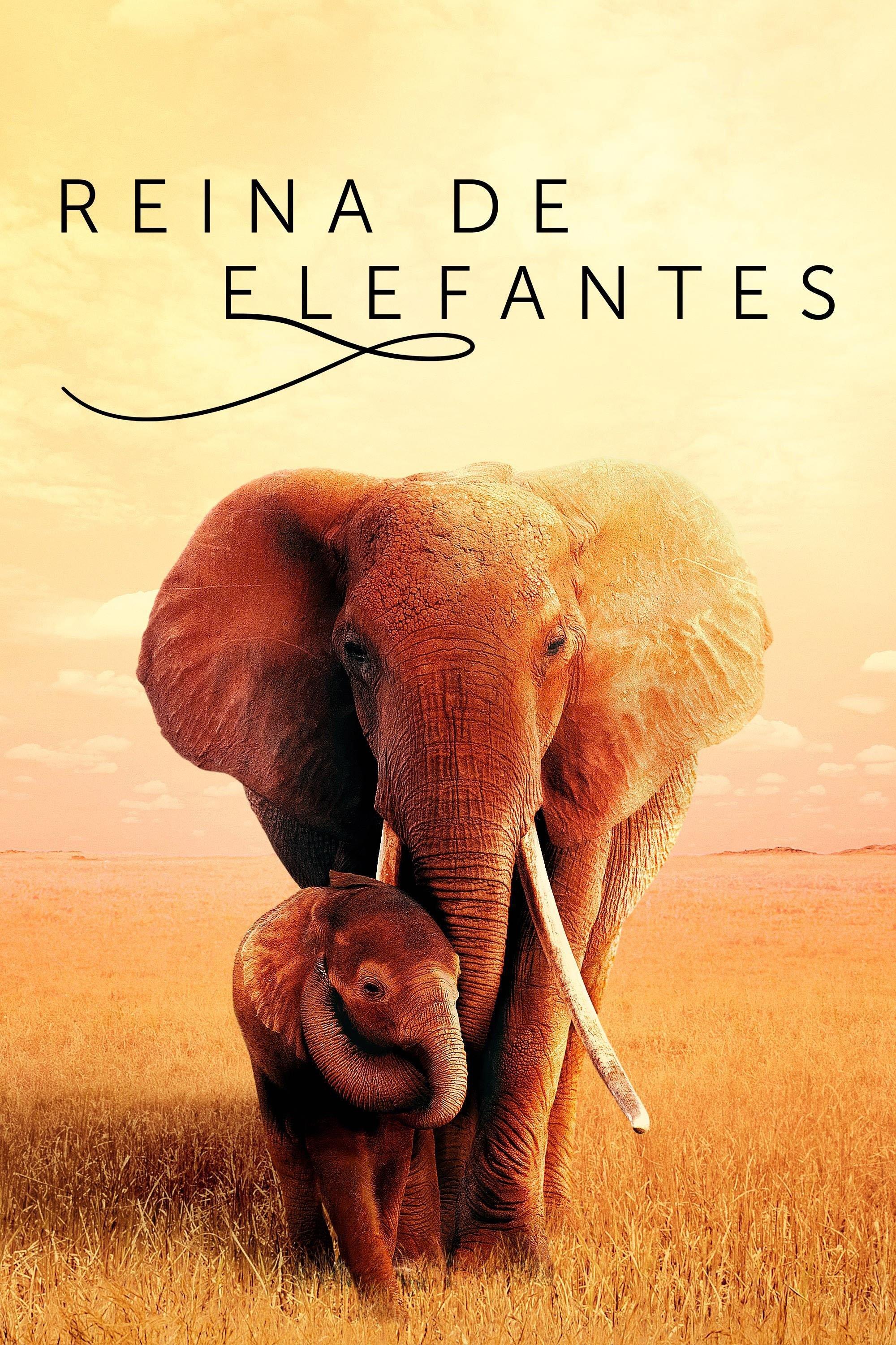 Poster The Elephant Queen