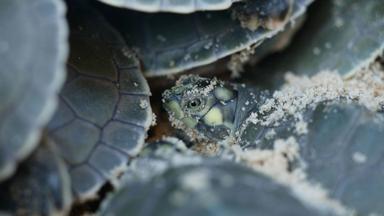 Poster episodio Super/Natural 1x5