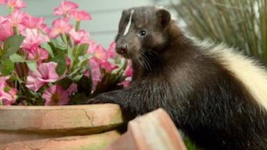 Poster episodio Fauna Minúscula 1x8