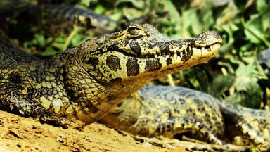 Poster episodio Wild Argentina 1x3