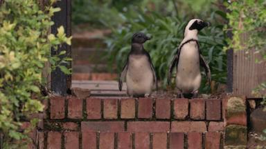 Poster episodio Colonia Pingüino 1x7