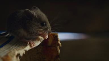 Poster episodio Nightmares of Nature 1x3