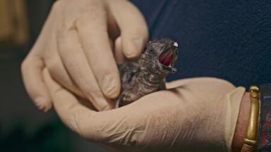 Poster episodio Colonia Pingüino 1x4