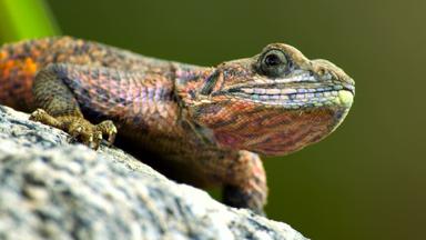 Poster episodio Pequeñas maravillas 1x1