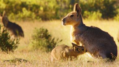 Poster episodio Wild Argentina 1x1