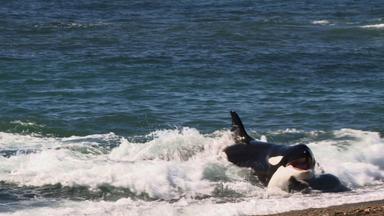 Poster episodio Wild Argentina 1x2