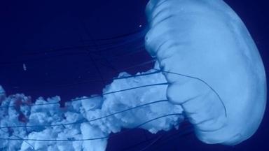 Poster episodio Ad Vitam 1x3