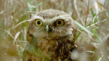 Poster episodio Fauna Minúscula 1x3