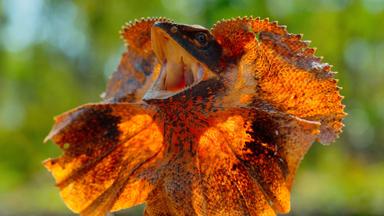 Poster episodio Pequeñas maravillas 1x4