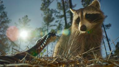 Poster episodio Nightmares of Nature 1x1