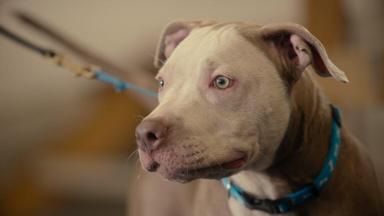 Poster episodio Adiestramiento canino 1x5