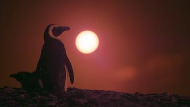 Poster episodio Colonia Pingüino 1x3