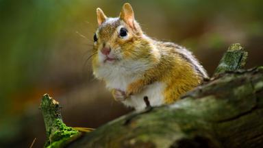 Poster episodio Pequeñas maravillas 1x5