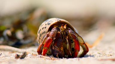 Poster episodio Pequeñas maravillas 1x3