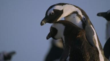 Poster episodio Colonia Pingüino 1x2