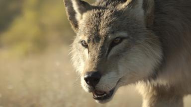 Poster episodio Planeta prehistórico 3x5
