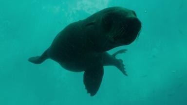 Poster episodio Colonia Pingüino 1x5