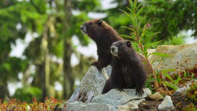 Poster episodio La isla de los lobos costeros 1x2