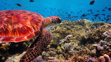 Poster episodio Nuestro Planeta 1x4