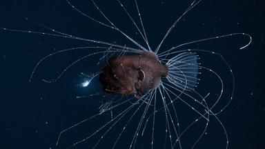 Poster episodio Nuestro Planeta 1x6