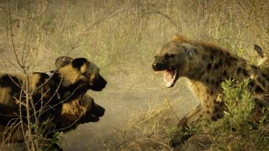 Poster episodio Imperio Salvaje 1x3