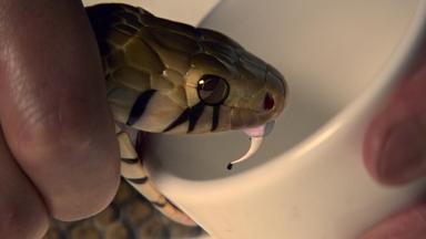 Poster episodio El Asesino del Wu 1x6