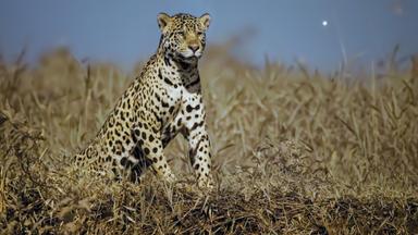 Poster episodio Planeta nocturno: a todo color 1x3