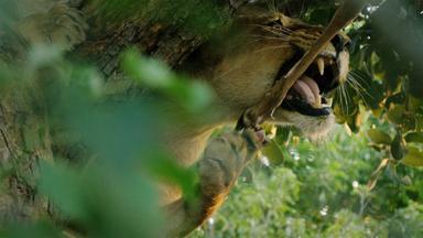 Poster episodio Imperio Salvaje 1x2