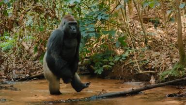 Poster episodio Criaturas gigantes 1x4