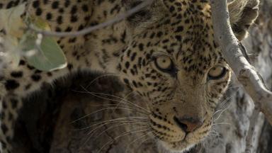 Poster episodio Imperio Salvaje 1x1