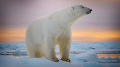 Poster episodio Criaturas gigantes 1x10